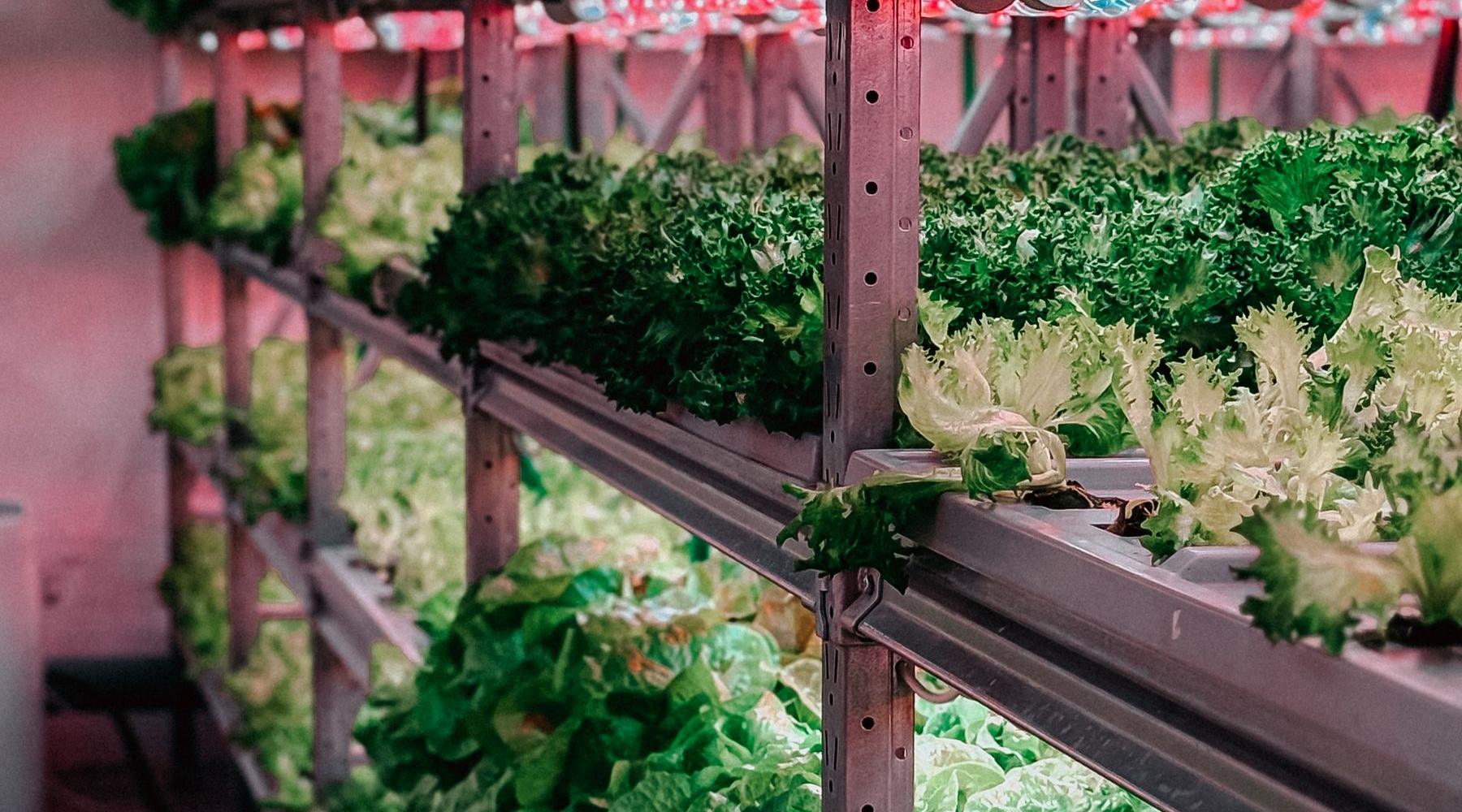 Vertical farm with leafy greens under LED grow lights